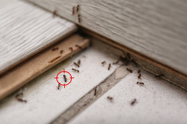 Best Flea Control Services  in Sedgwick, KS