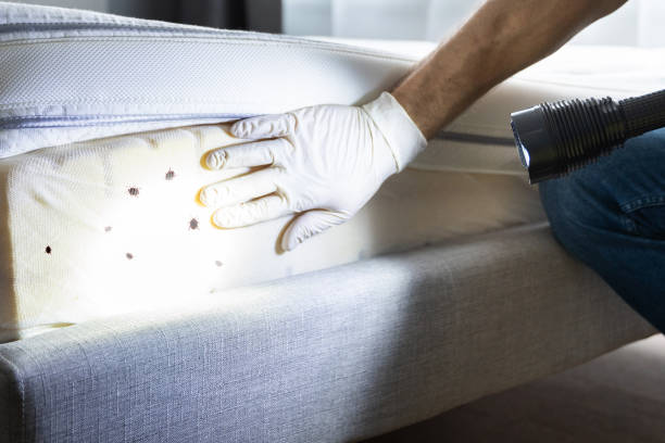 Best Flea Control Services  in Sedgwick, KS